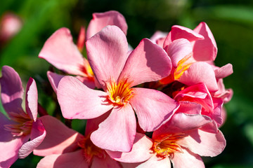 Fototapeta na wymiar Rosa Blüten