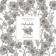Calendula officinalis square background. Flowers and leaves of calendula plant. Medical herbs. Vector illustration vintage. Black and white style.