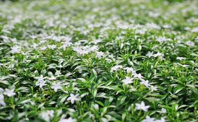 Gerdenia Crape Jasmine with green leaves wall fence background.