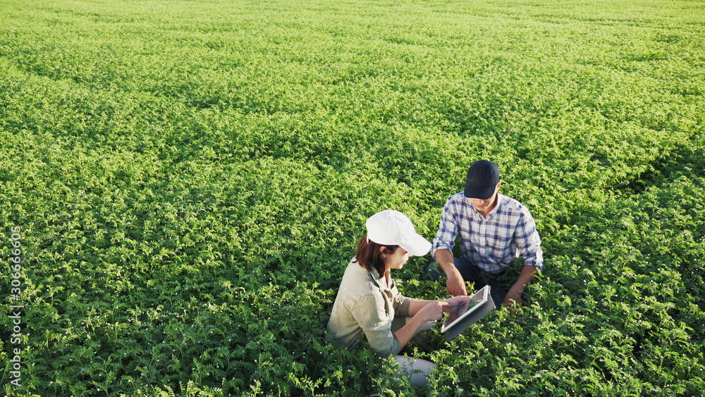 Wall mural top view of two young farmers working in a chickpea field, talk and use the tablet