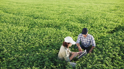 Top view of two young farmers working in a chickpea field, talk and use the tablet