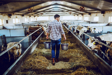 Rear view of handsome caucasian farmer in plaid shirt and jeans holding buckets in hands with...