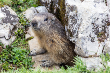 Naklejka na ściany i meble portrait of a marmot at the entrance of his burrow, Vercors France