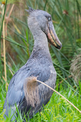 Prehistoric-looking Shoebill Stork with closed eye in the Mabamba Swamps of Lake Victoria at Entebbe, Uganda, Africa.