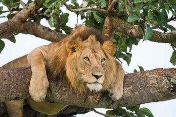 Obraz na płótnie Canvas Famous male tree climbing lion king relaxing and sleeping at Ishasha Secotor, Queen Elizabeth National Park, Uganda, Africa.