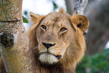 Famous male tree climbing lion king relaxing and sleeping at Ishasha Secotor, Queen Elizabeth...