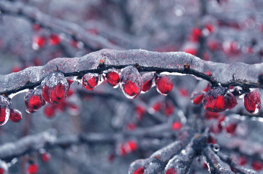 Barberry Berberis Vulgaris In Winter