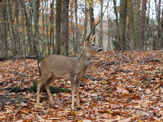 Reh im Herbstwald