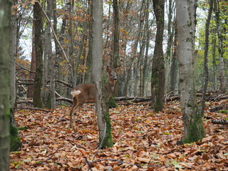 Reh im Herbstwald
