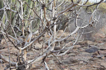 Desert tree without flowers