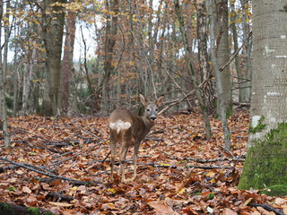 Reh im Herbstwald