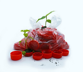 Sprouting plant growing in red plastic bottle cap. Recycling plasticconceptual photography. Ecology and consumerism.