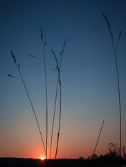 gr&auml;ser bei sonnenuntergang