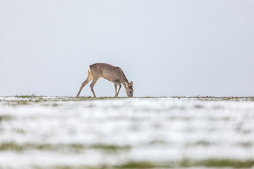 Deer looking for food in snowy field in natural environment