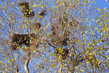 Vogelnester in einer Platane