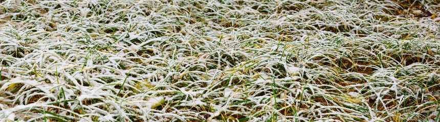 panoramic view of grass covered by snow