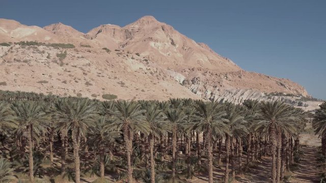 Palm trees plantation near the dead sea, Israel, 4k aerial drone view