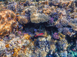 read sea underwater life