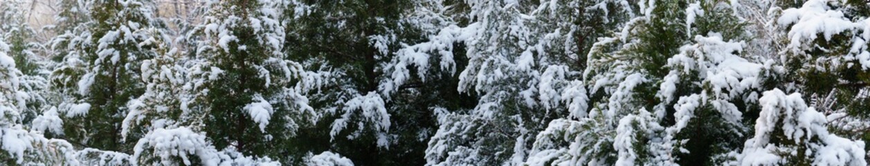 Fototapeta na wymiar panoramic view of pine trees covered by snow