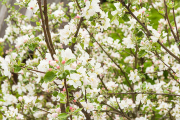 White apple tree flowers, green leaves, and a bee collecting nectar