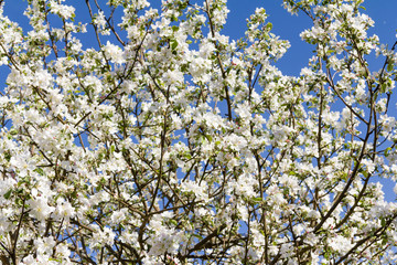 White apple tree flowers and green leaves on blue sky background