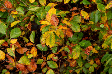 Autumn leaves 3