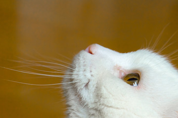 White cat holding his head up. Nose, lips, mustache, fur and eyes close-up.