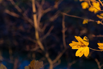 Autumn leaf copy space