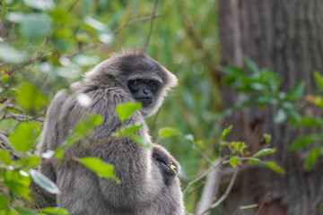 Silvery gibbon