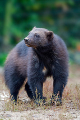 brown bear in zoo