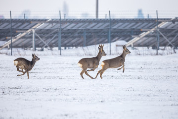 Deers running in snowy field with solar panels in background
