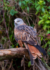 red kite