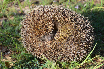 Cute hedgehog with a lovely muzzle curled on the grass. The hedgehog sniffs the air to define if...
