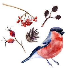 Watercolor hand painted realistic set with bullfinch, cone and branches of rowan, rose hip and alder on white background. Colorful set with atmosphere of winter forest.