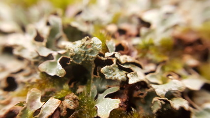moss on a tree trunk