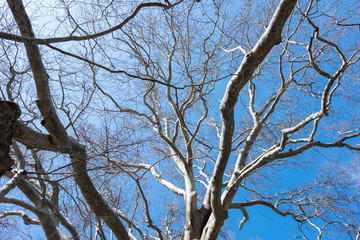 Fototapeta premium Tree and sky