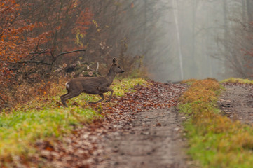 Sarna na leśnej drodze © Konrad