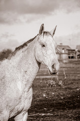 White horse portrait
