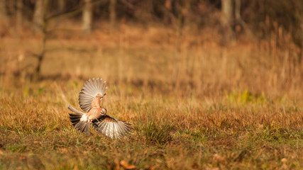 Sójka w locie © Konrad