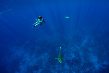 snorkeling with lemon shark in blue ocean of polynesia