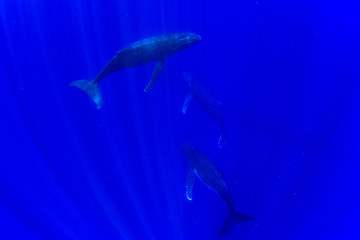 Humpback whale family underwater in Moorea French Polynesia © Andrea Izzotti