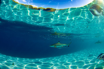 swimming with sharks in blue ocean of polynesia
