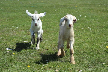 Cute baby goats