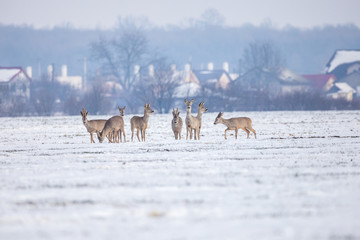 Herd of deers looking for food in snowy field