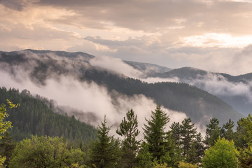 Fototapeta na wymiar Fog in the forest at Bulgaria.