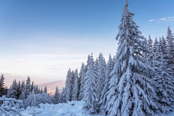 Forest pine trees in winter covered with snow in evening sunlight.