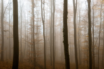 Fototapeta na wymiar Foggy and moody woodlands during fall season in Slovenia