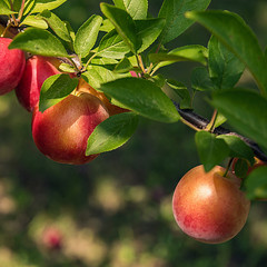 Square background with ripe plums