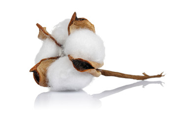 Cotton boll isolated on white background