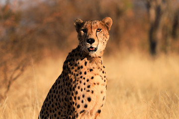 cheetah in the grass